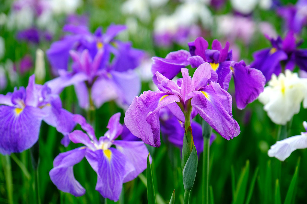 加茂荘花鳥園（４）