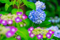 梅雨の鎌倉（７）