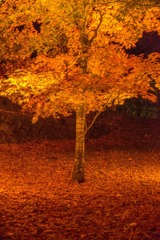 山中湖紅葉まつりの夜景（３）