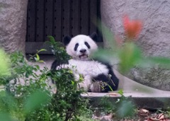 パンダ繁育研究基地（６）