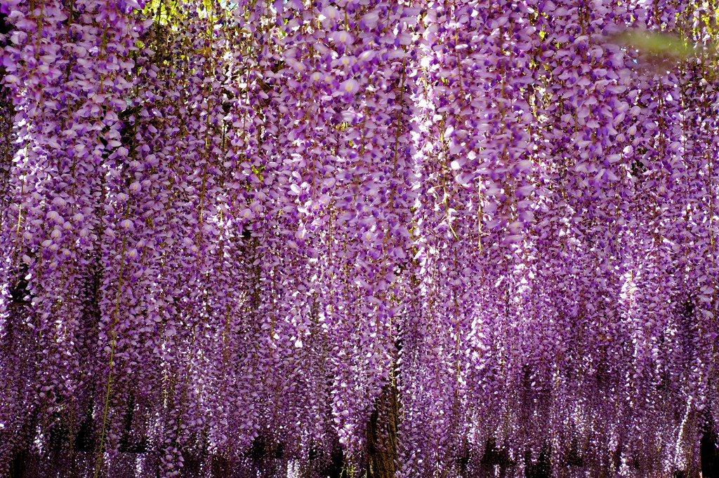 東光寺の長藤（４）
