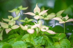 新緑の季節（４）