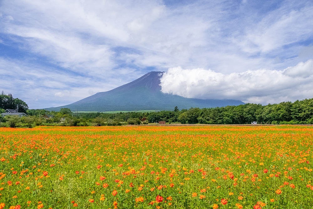 夏と富士山（１）