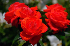 島田バラの丘公園（13）