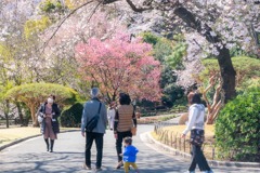 春の駿府城公園（５）