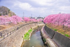 掛川城の春（４）