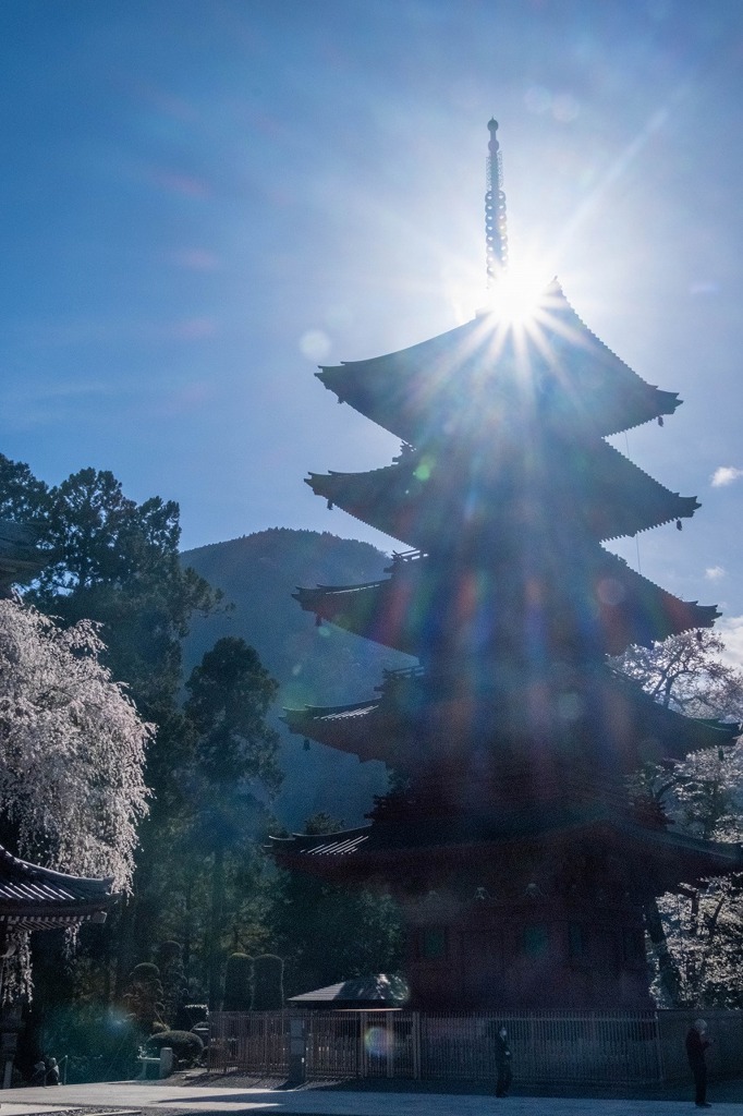 久遠寺の春（８）