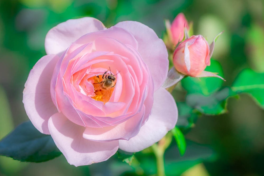 島田ばらの丘公園（３）