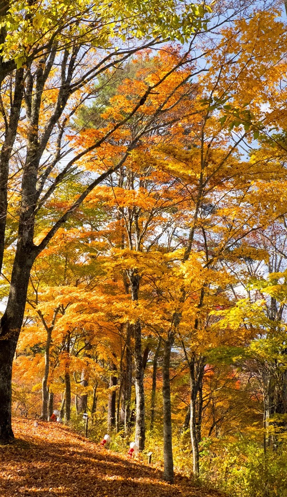 山中湖の紅葉（８）