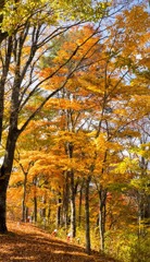 山中湖の紅葉（８）