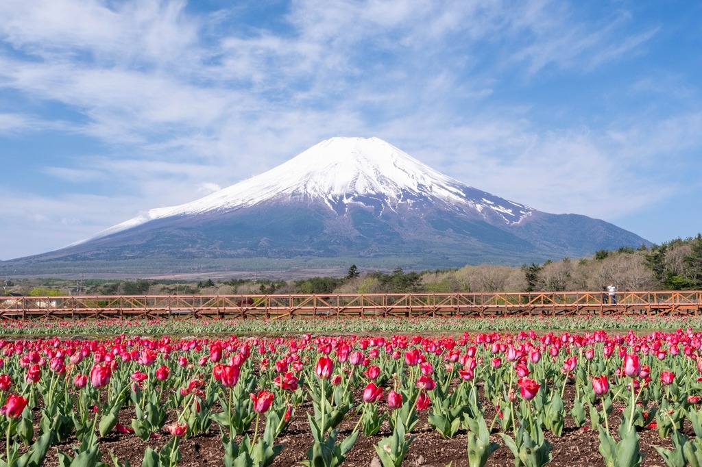 ゴールデンウィークの花の都（３）