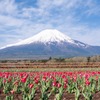 ゴールデンウィークの花の都（３）