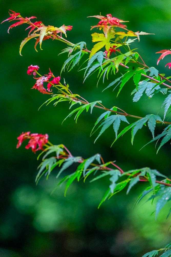 法多山（4）