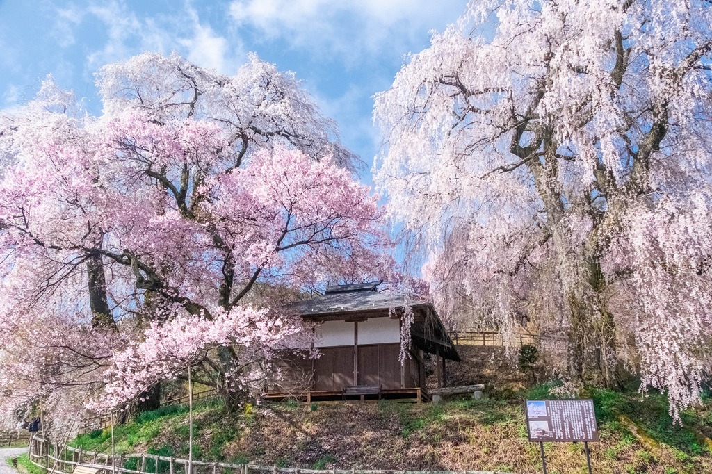 勝間薬師堂のしだれ桜（３）