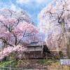 勝間薬師堂のしだれ桜（３）