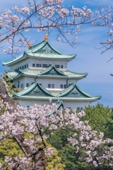 名古屋城桜まつり（８）