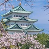 名古屋城桜まつり（８）