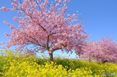 河津桜４