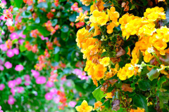 加茂荘花鳥園（14）