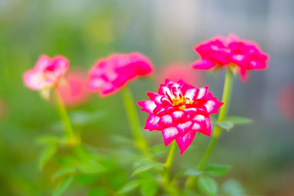 バラの丘公園（３）