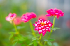 バラの丘公園（３）