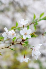 箱根　豊栄荘（４）