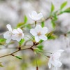 箱根　豊栄荘（４）
