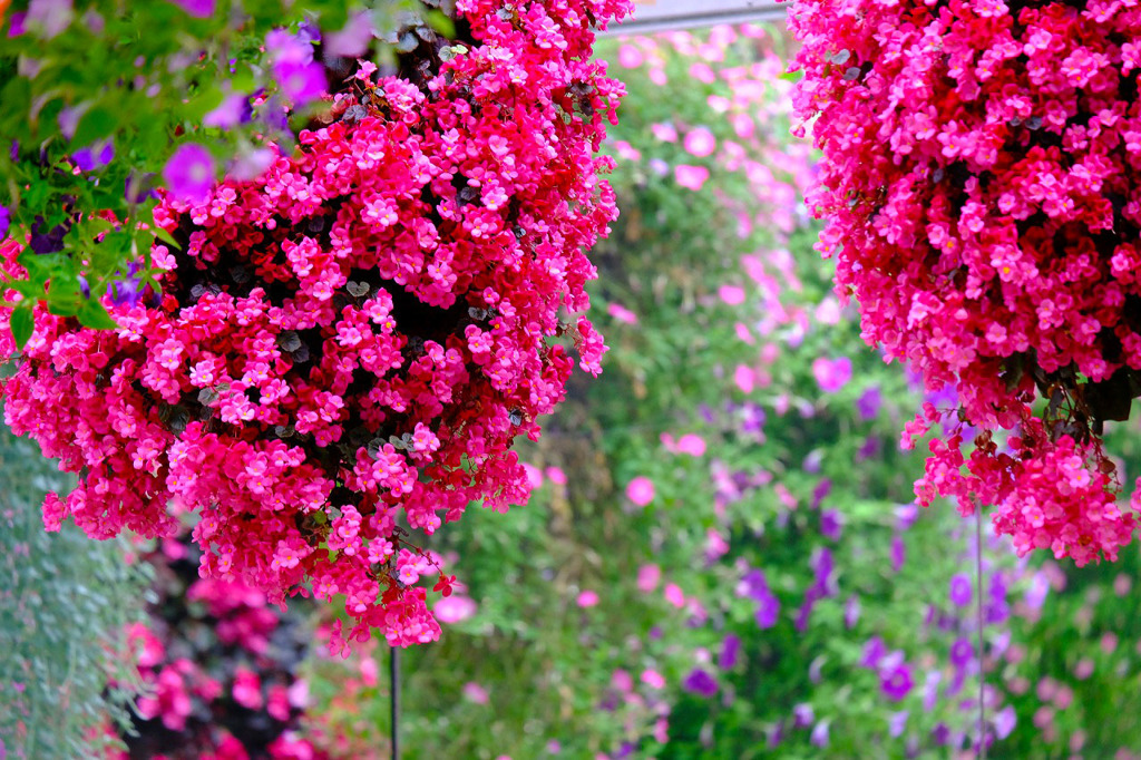 加茂荘花鳥園（13）