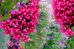 加茂荘花鳥園（13）