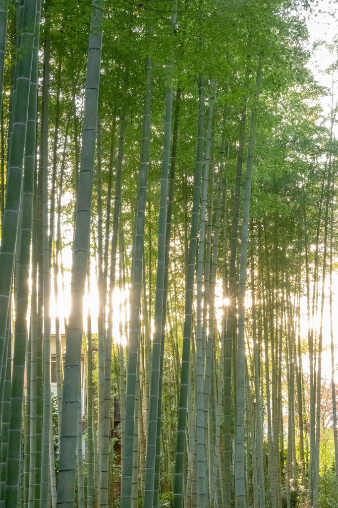 修善寺（１）