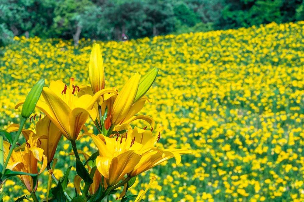 夏到来（１）
