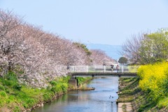 近所の春（２）