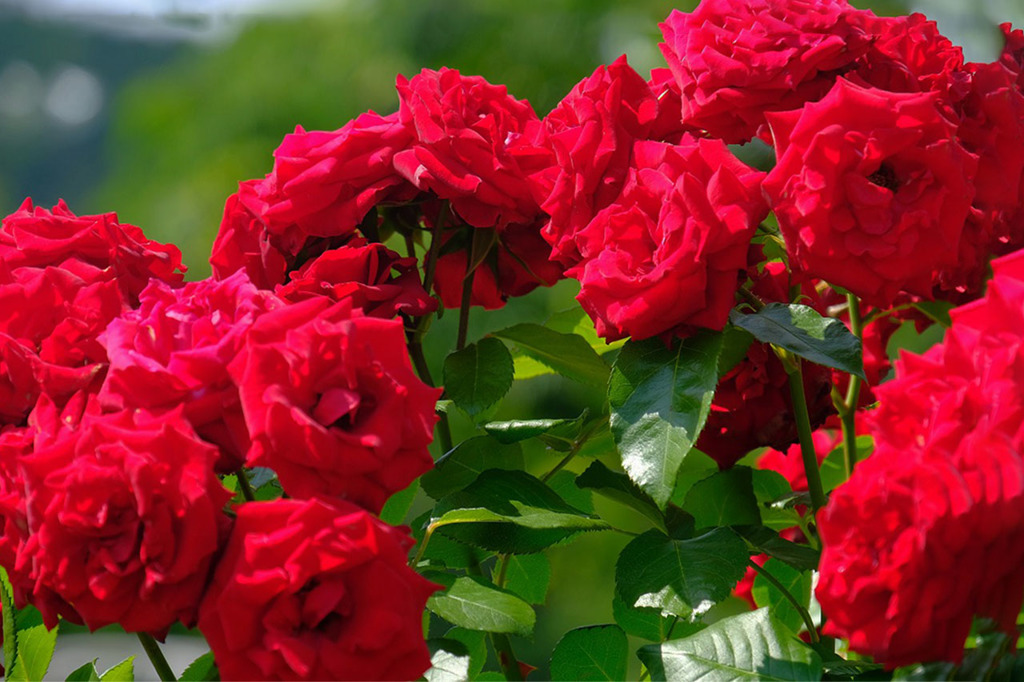 島田バラの丘公園（７）