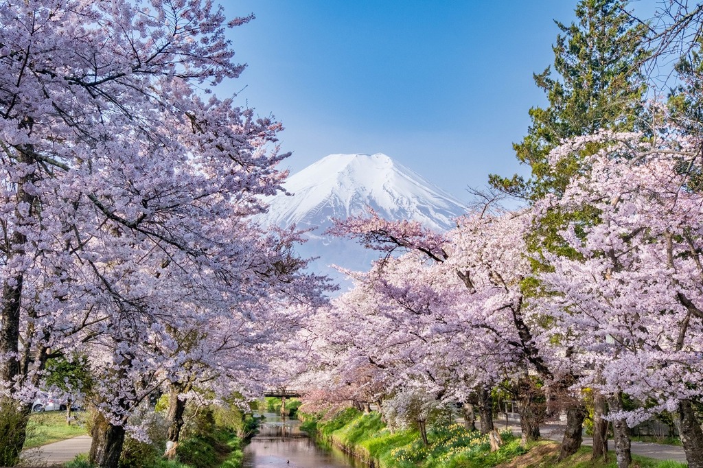 春の忍野八海（８）