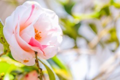 蓮華寺池の春（６）