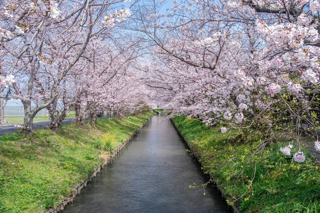 わが町の満開（７）