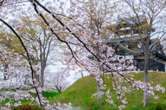 高田城と桜（11）
