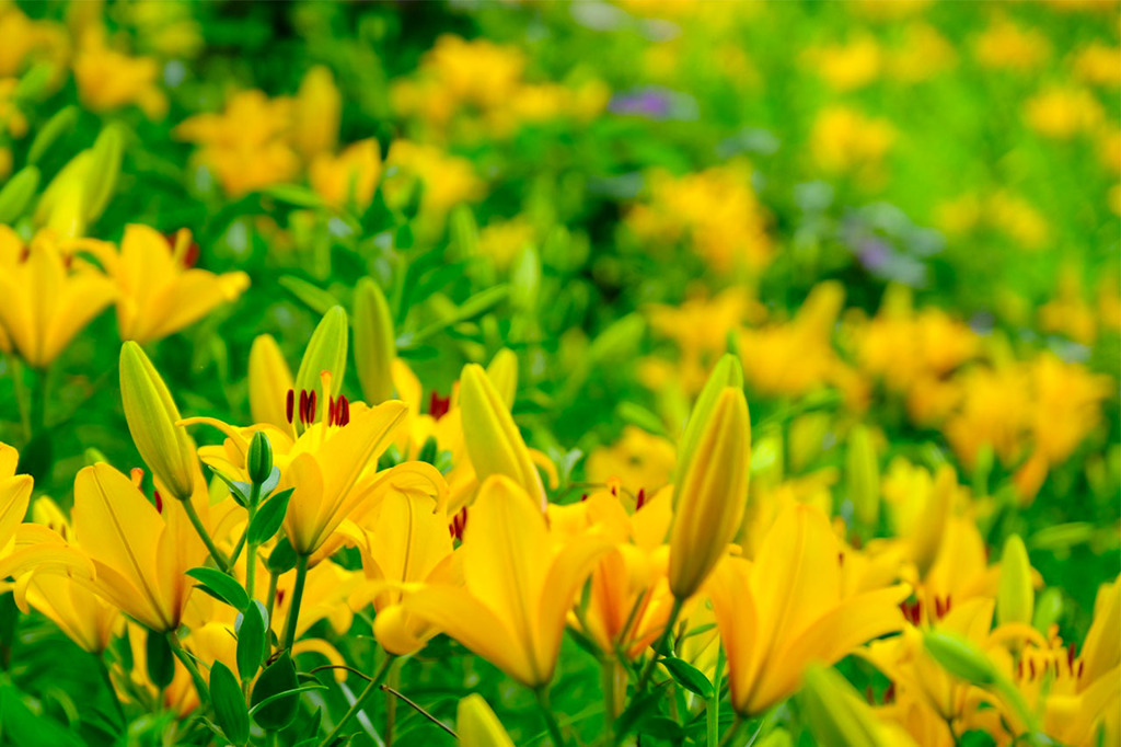 可睡ユリの園（３）