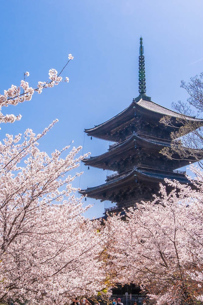 京都の春（８）