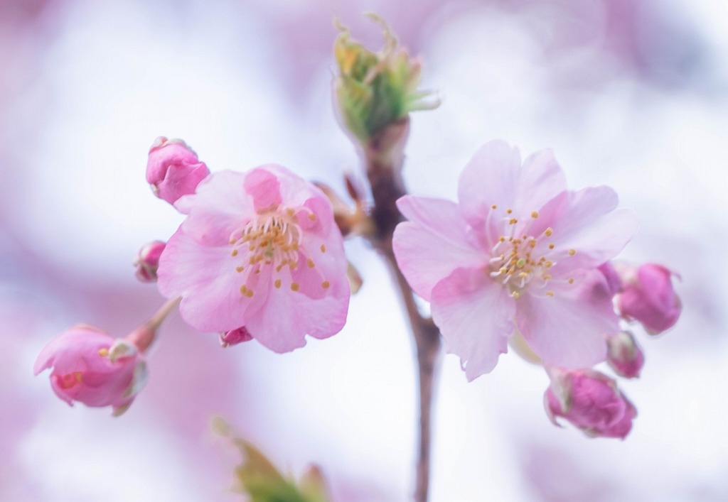 河津桜まつり（５）