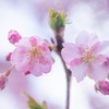 河津桜まつり（５）