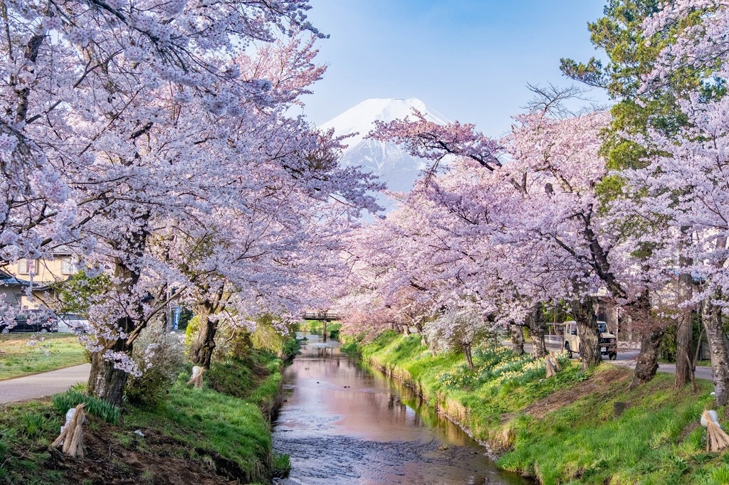 春の忍野八海（２）