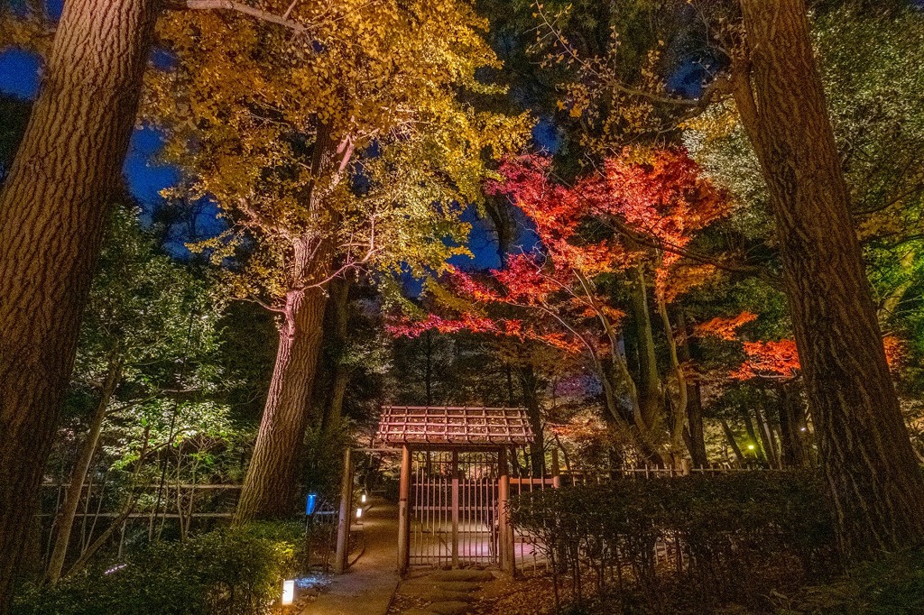 大田黒公園のライトアップ（３）