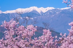 高遠の春（10）