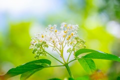 伊良部島（９）