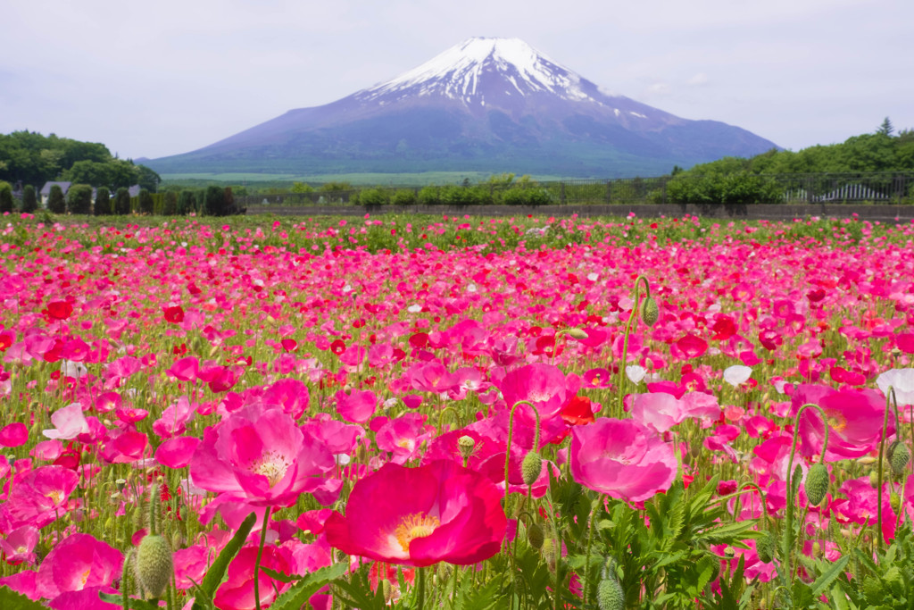 富士山とポピー