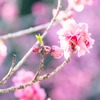 花桃の里（７）