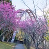 花桃の里（６）
