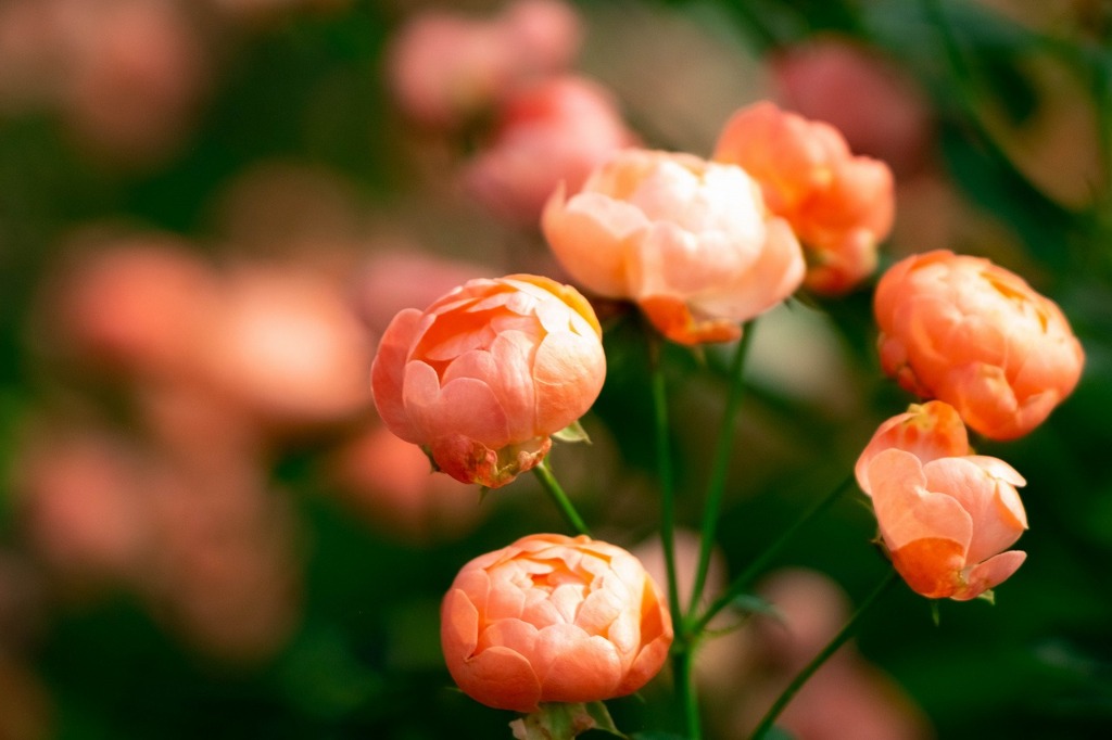 島田ばらの丘公園（４）