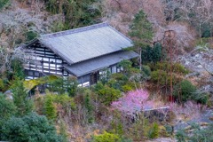 箱根の春（１）